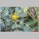 mahonia hybride.jpg